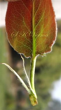  Leaf bearing stipules